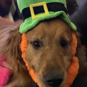 Meet your Posher, Robin